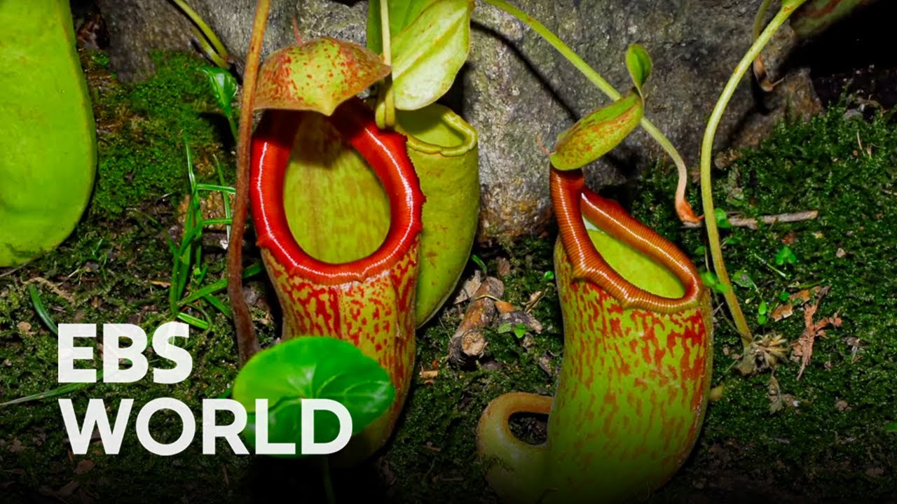 (ENG SUB) Plants that Chose to Hunt In Order to Survive | Carnivorous Plants