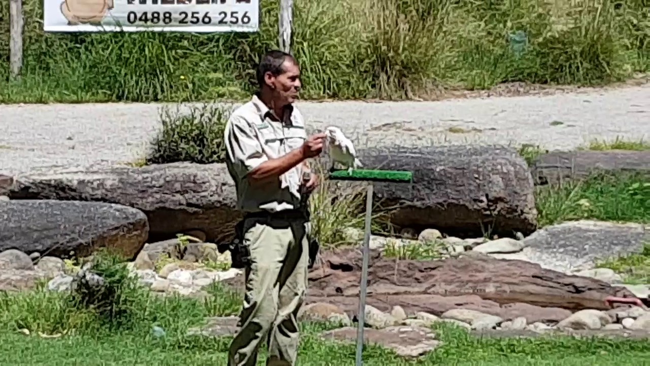 Birds show at Healesville Sanctuary - Australia