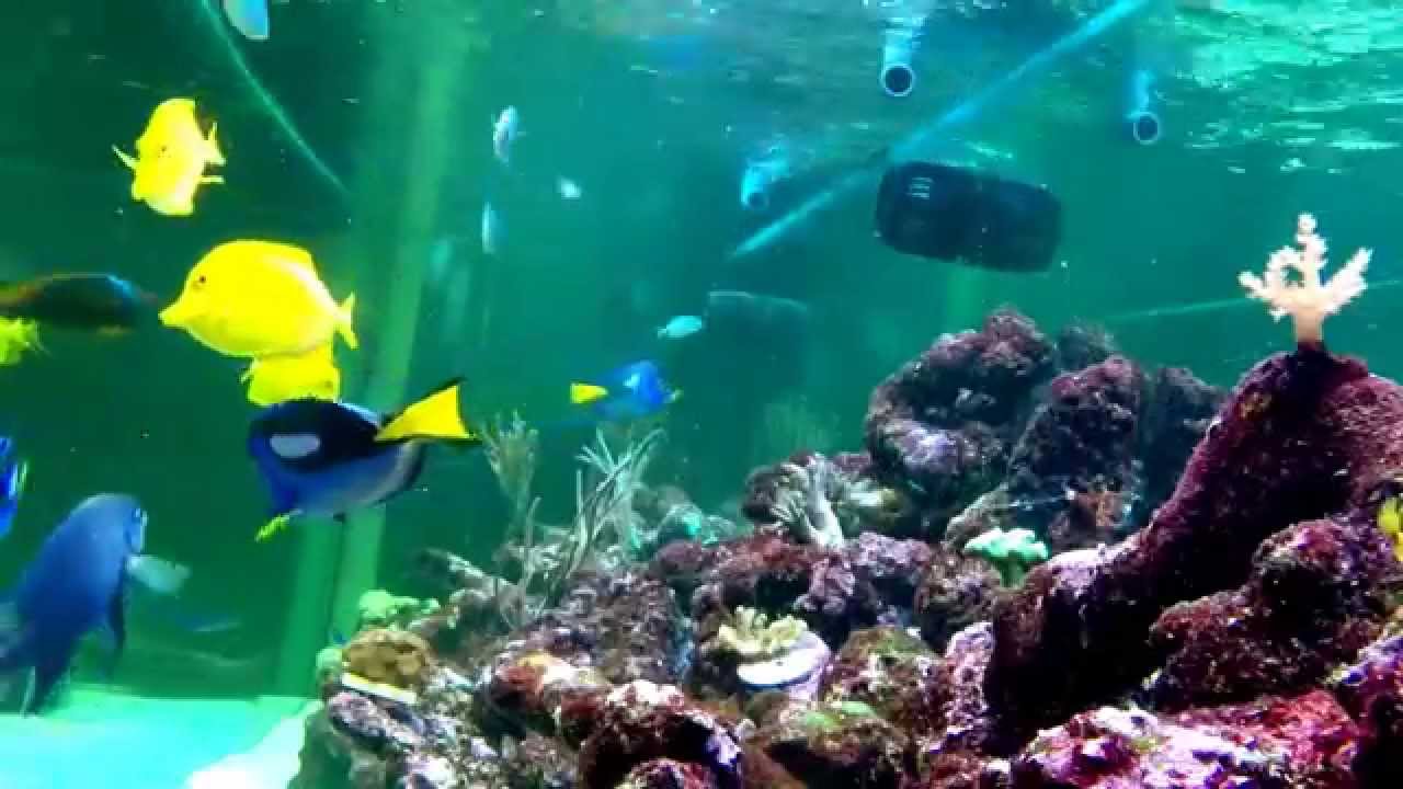 The Galway Clinic Reef Aquarium - Going for a dive at feeding time.