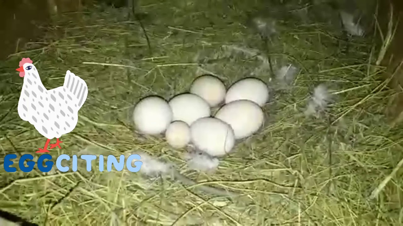 Тауықтарға қалай шыны (әйнек)   үгітіп береміз?