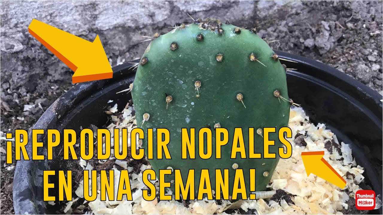 C&oacute;mo Reproducir Nopal Por Penca Con Trucos/ El Huerto de Osmar