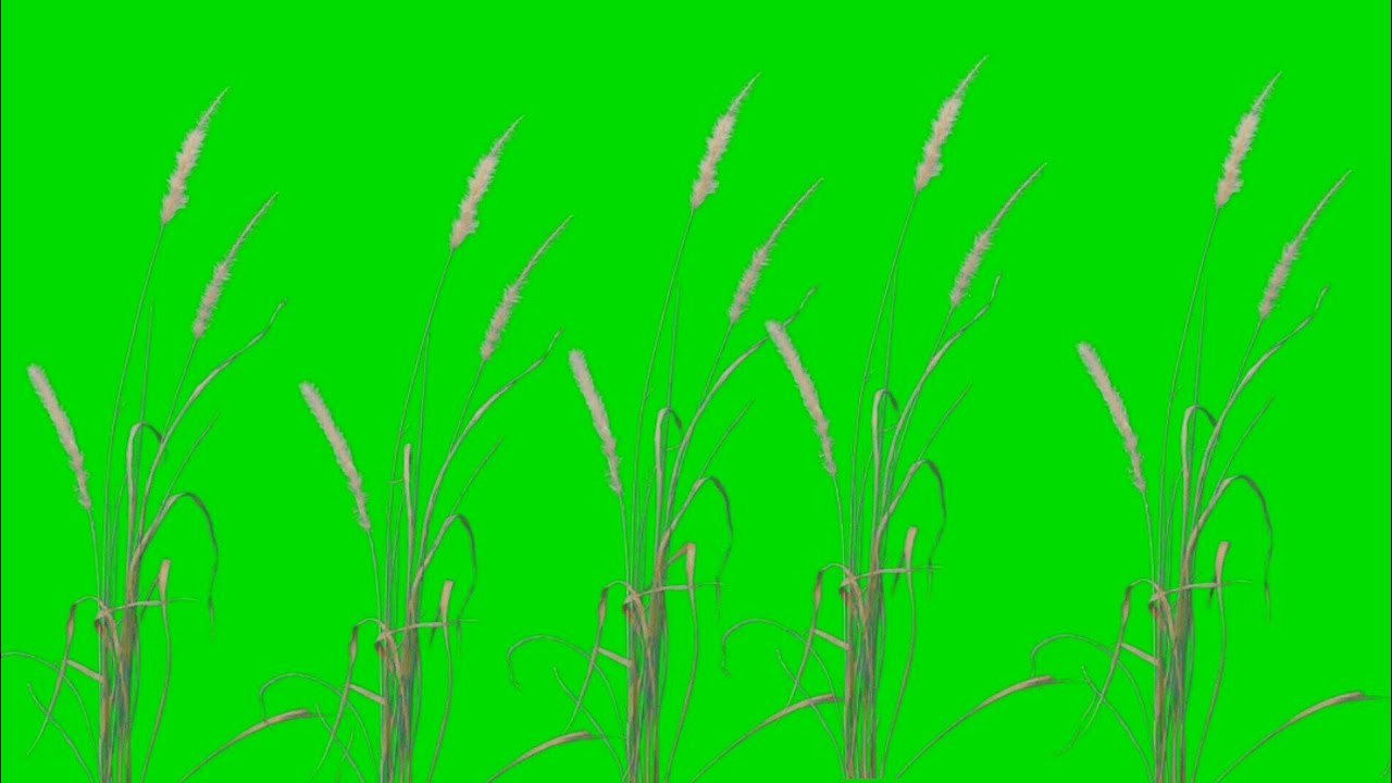 Grass green screen effects free 12 footages | chroma key grasses effects