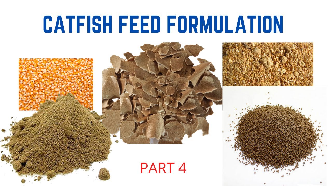 Catfish feed formulation: Feed Your Fish The Right Way