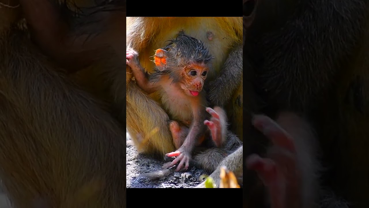 So lovely moments of a little baby monkey with mommy and mom's friend  #adorablemonkey  #animallife