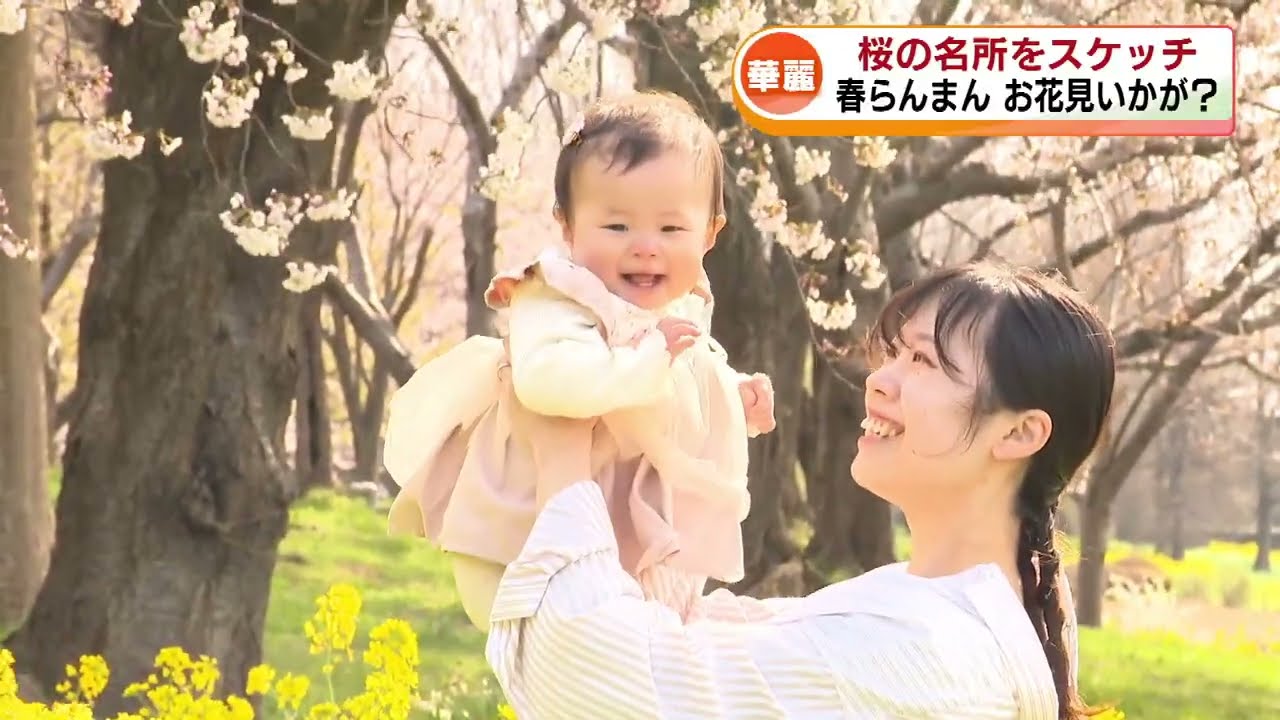 【春本番】サクラの名所・高田城址公園は満開！上堰潟公園では菜の花と競演！空からスケッチ 《新潟》
