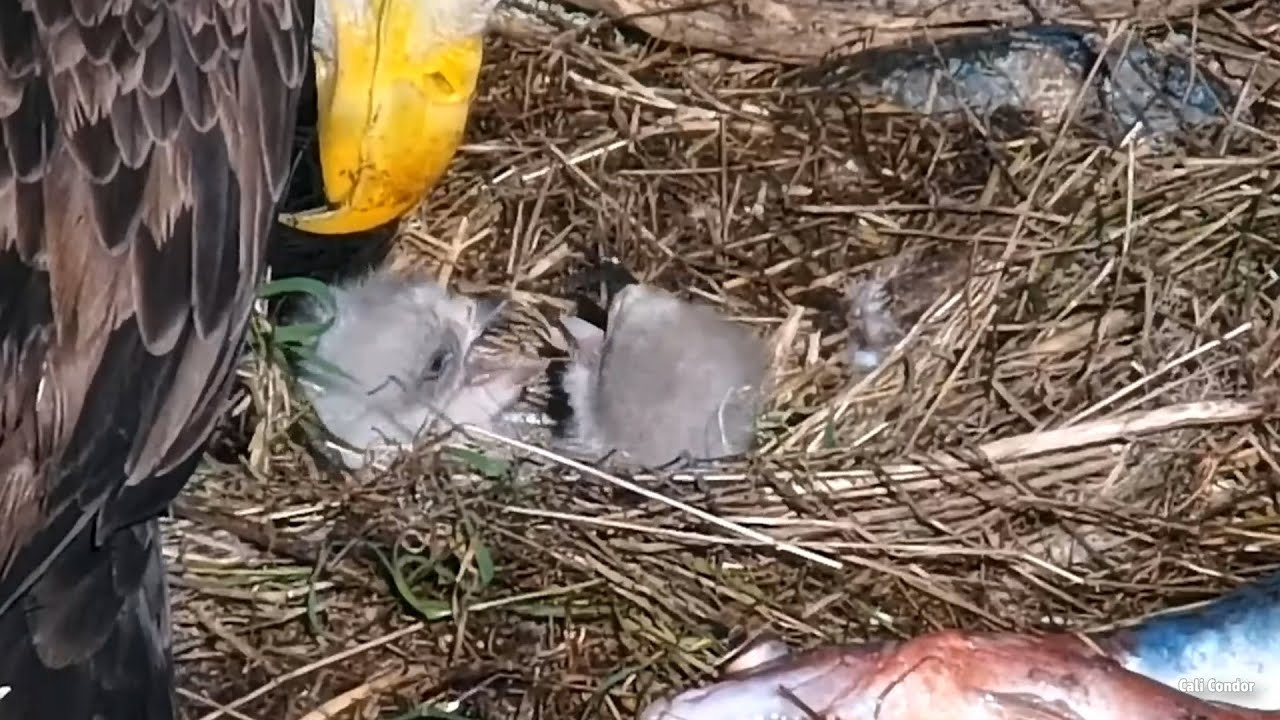 West End🦅Thunder, Akecheta & TWO Bobbleheads🐥🐥Let The Bonking Begin!⚔Feeding💕Explore.org 2024-03-10