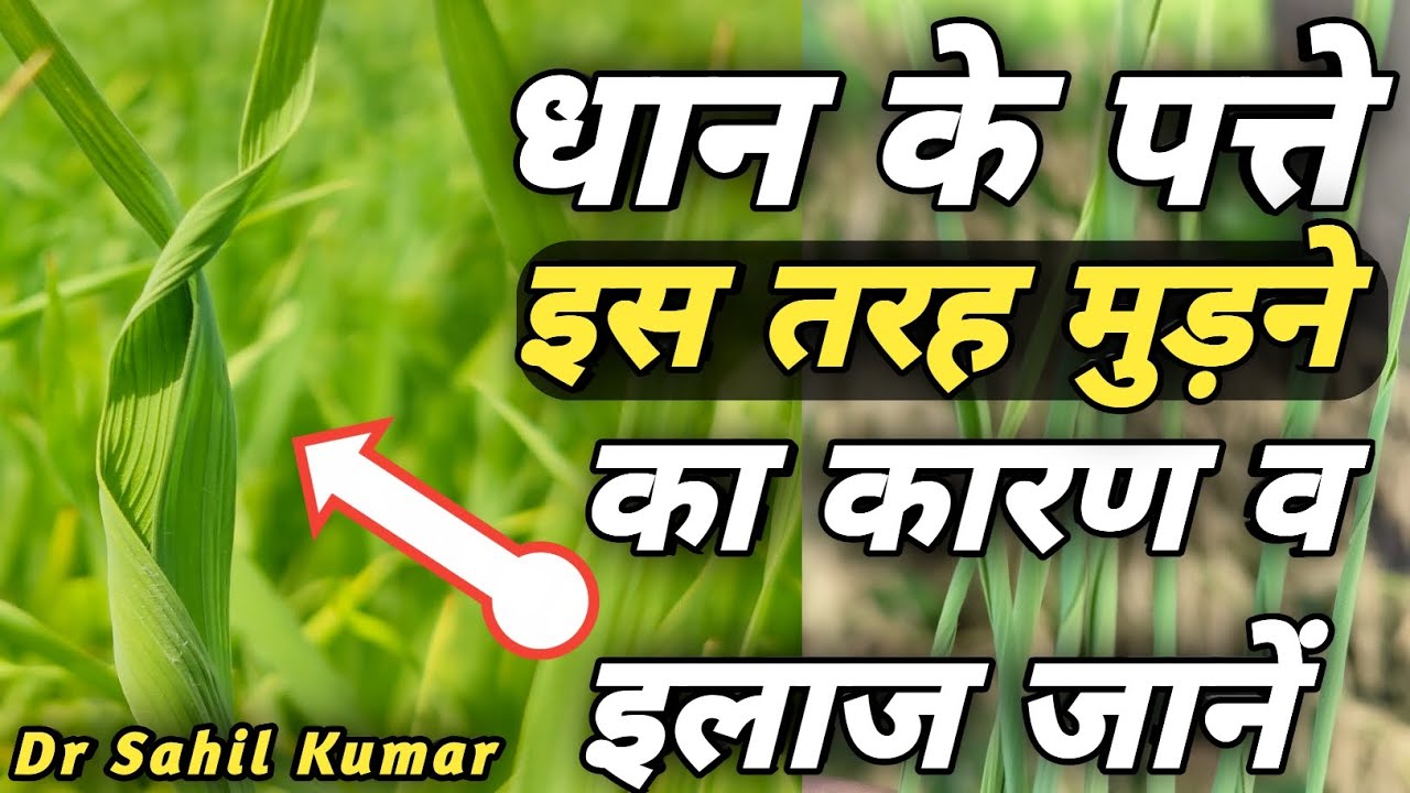paddy leafs rolling problems।boron deficiency paddy crop।nutrition deficiency paddy crop।#paddy#rice