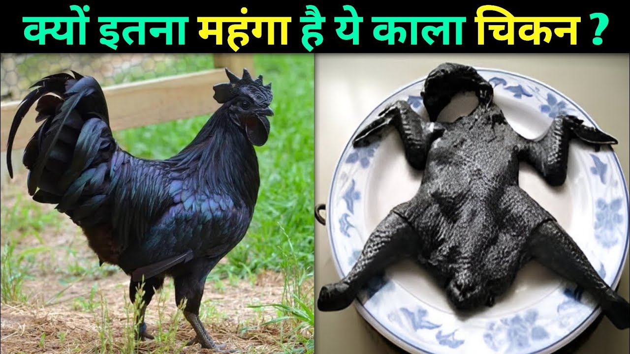 Most Expensive Chicken Ayam Cemani Explained in Hind🐔