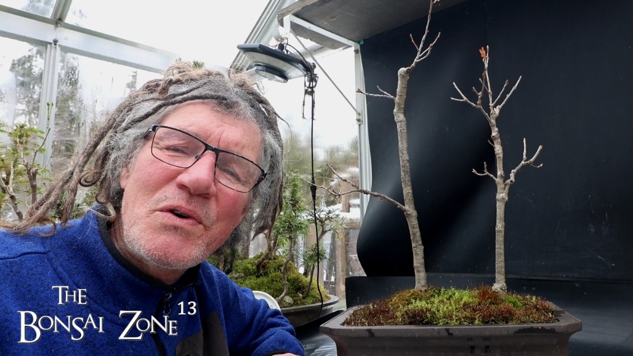 Пересадка моего королевского дуба, The Bonsai Zone, март 2026 г.