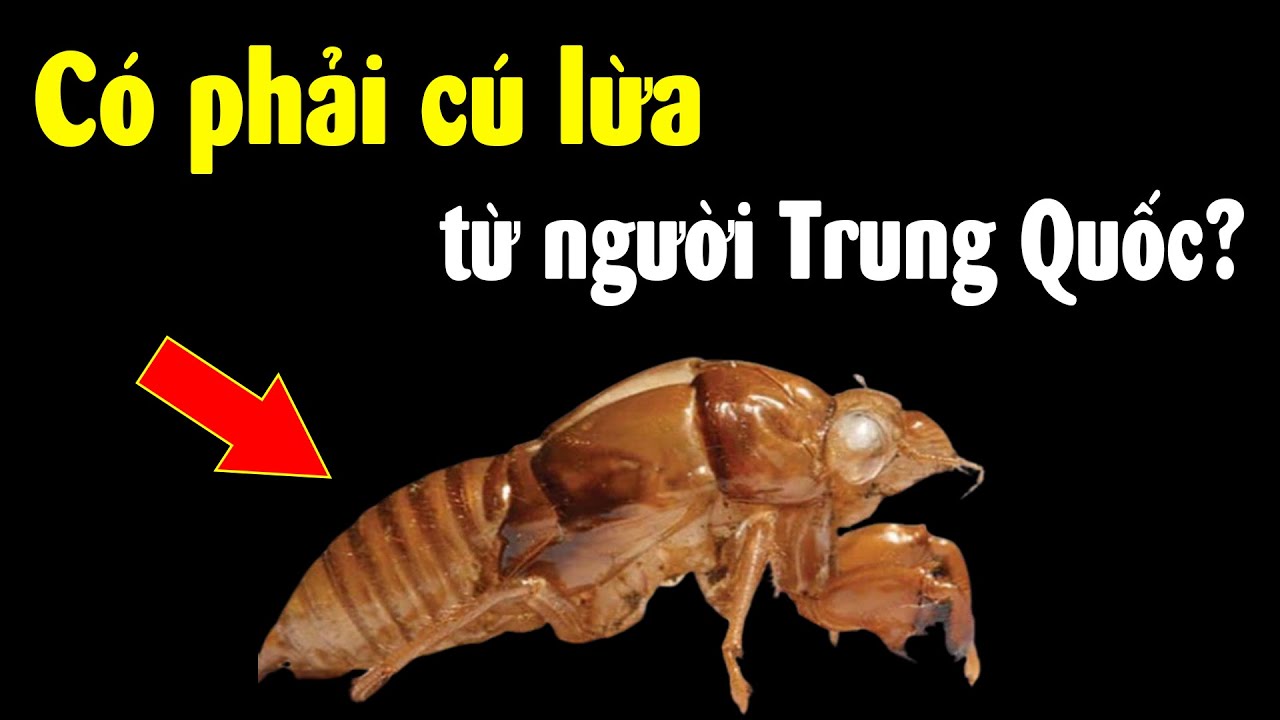 Tại sao Trung Quốc ồ ạt mua vỏ ve sầu Việt Nam?
