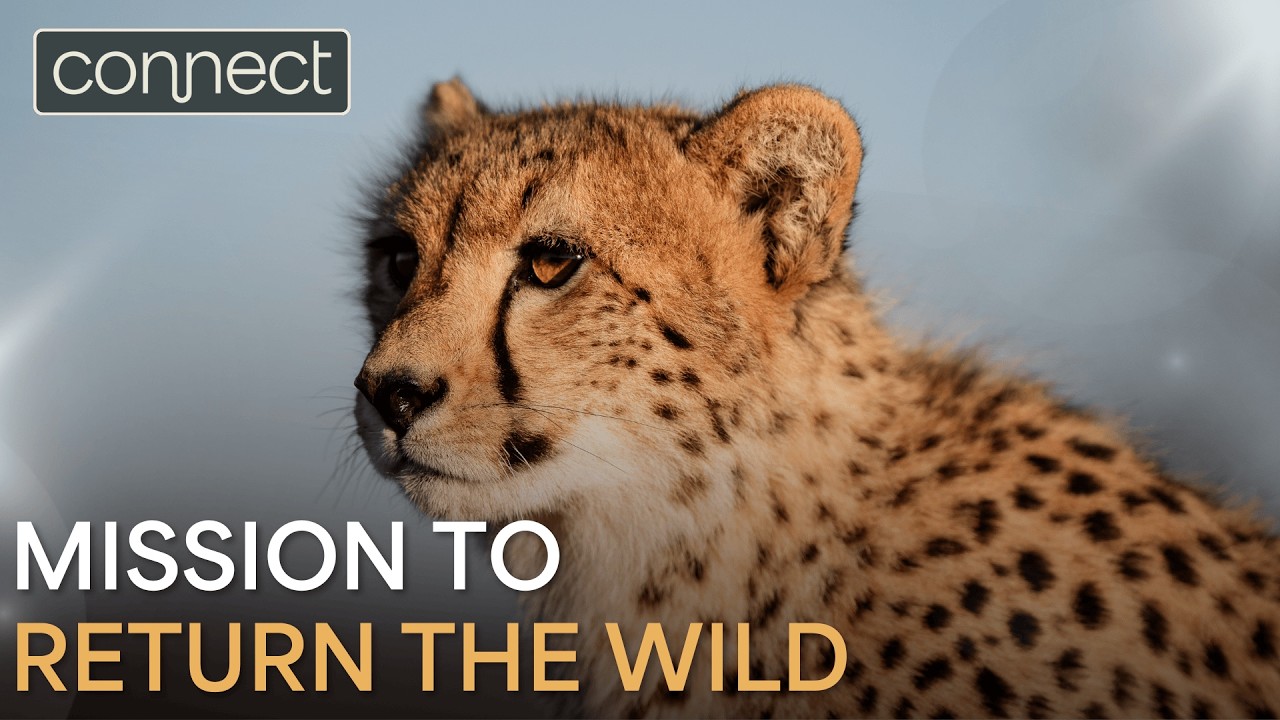 Rewilding the Great Karoo | The Samara Story
