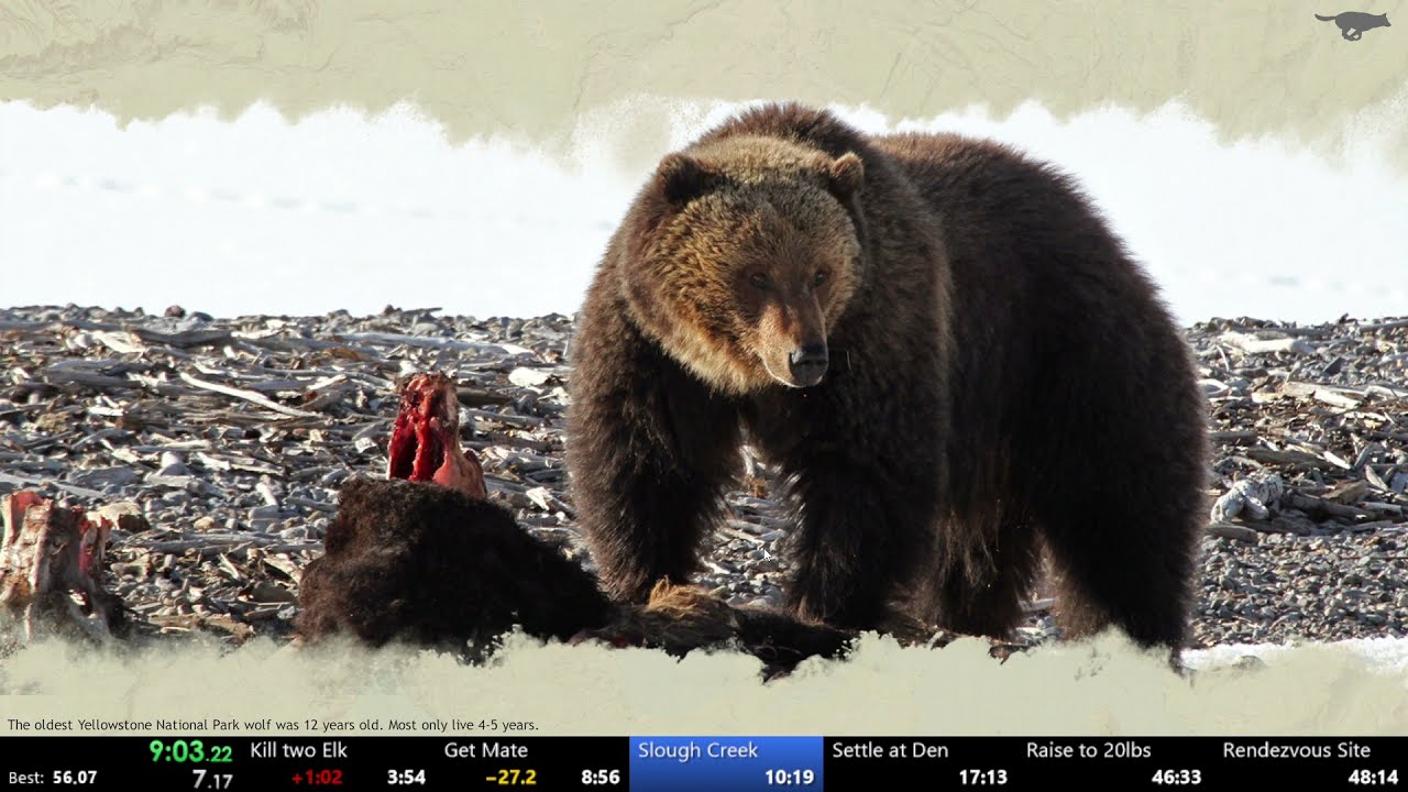 WolfQuest: Anniversary Edition in 45:25 (Any% Speedrun)
