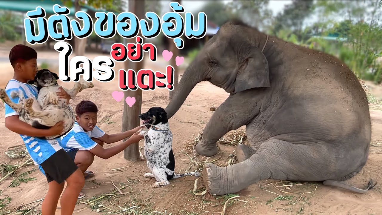 อุ้มบุญหวงมีตัง ยอมไม่ได้ เมื่อมีใครมายุ่งกับคุณนาย ❗️