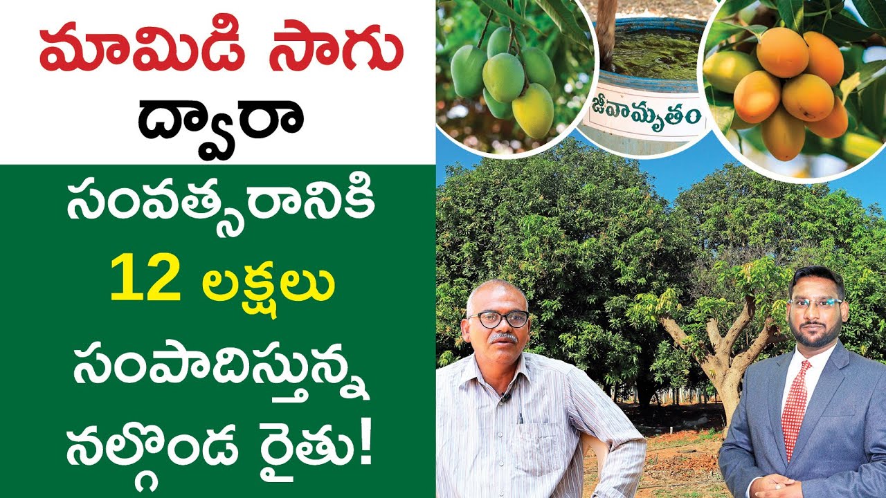Mango Fruit Farming in Telugu - How to Start a Mango Fruit Farming? | Kowshik Maridi