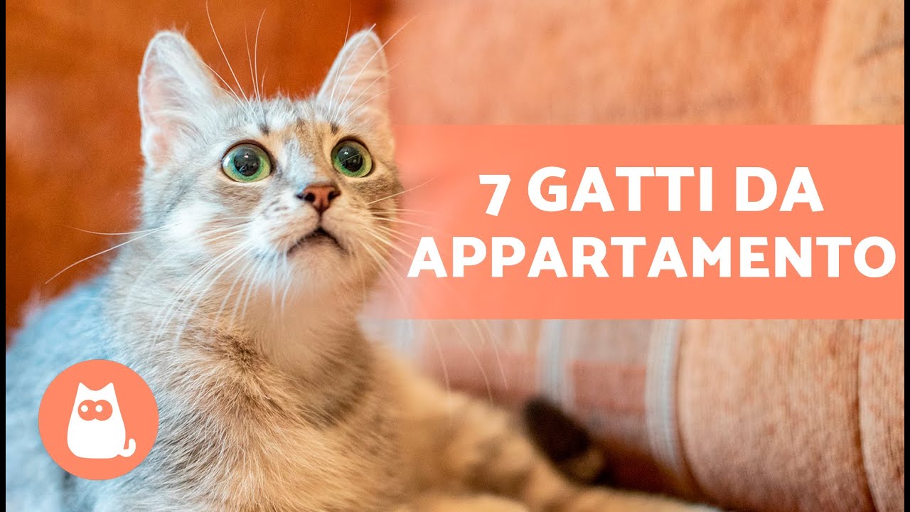 7 GATTI da APPARTAMENTO 🐱🏠 Le migliori razze!