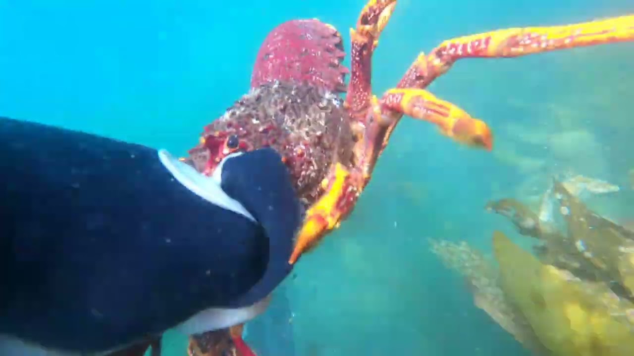 Free Diving Hobarts Derwent River