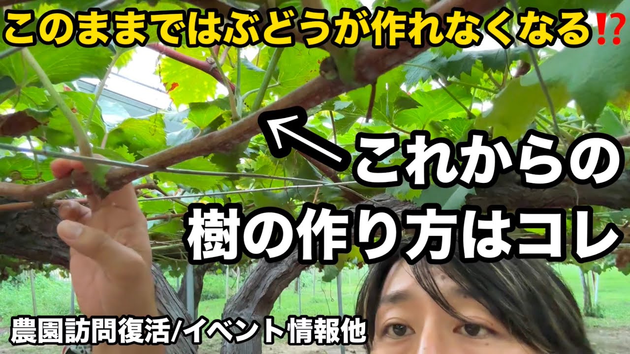 これからぶどうを作る人はこの考えが必須です〜樹の仕立て方と管理の方法(若木/成木)〜2025-09-20
