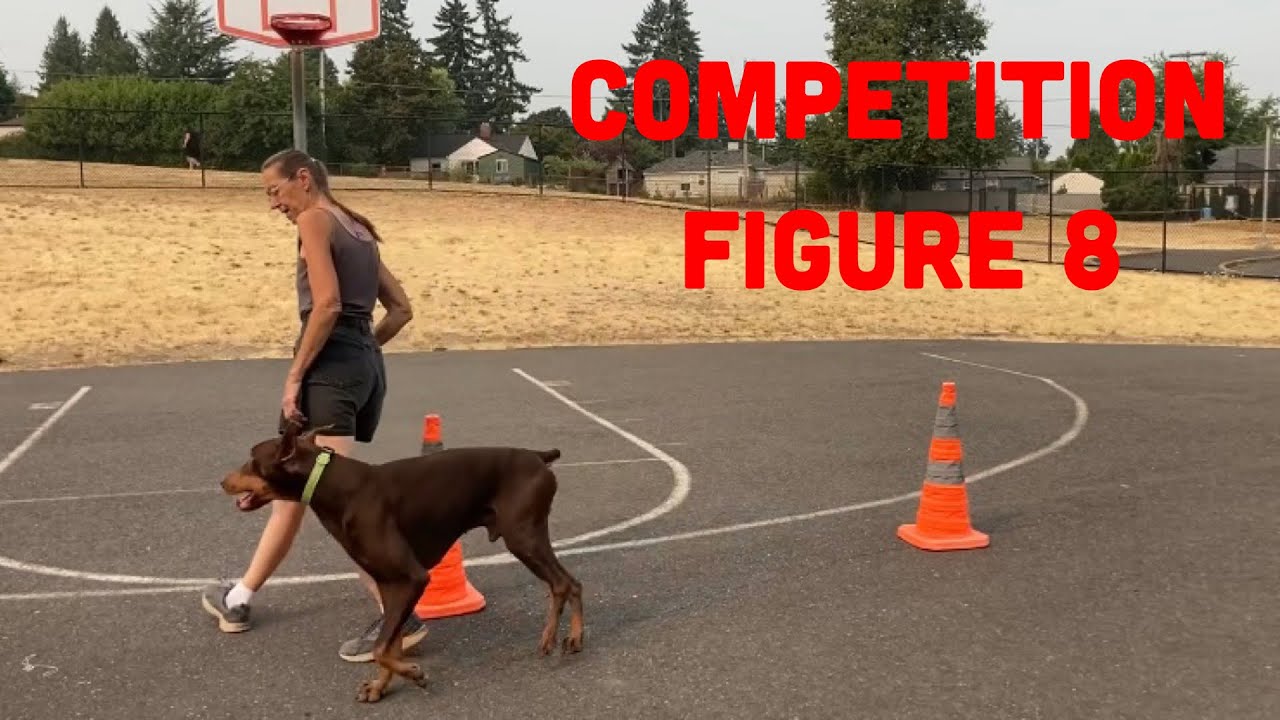Train Your Dog for Better Scores on Competition Figure 8