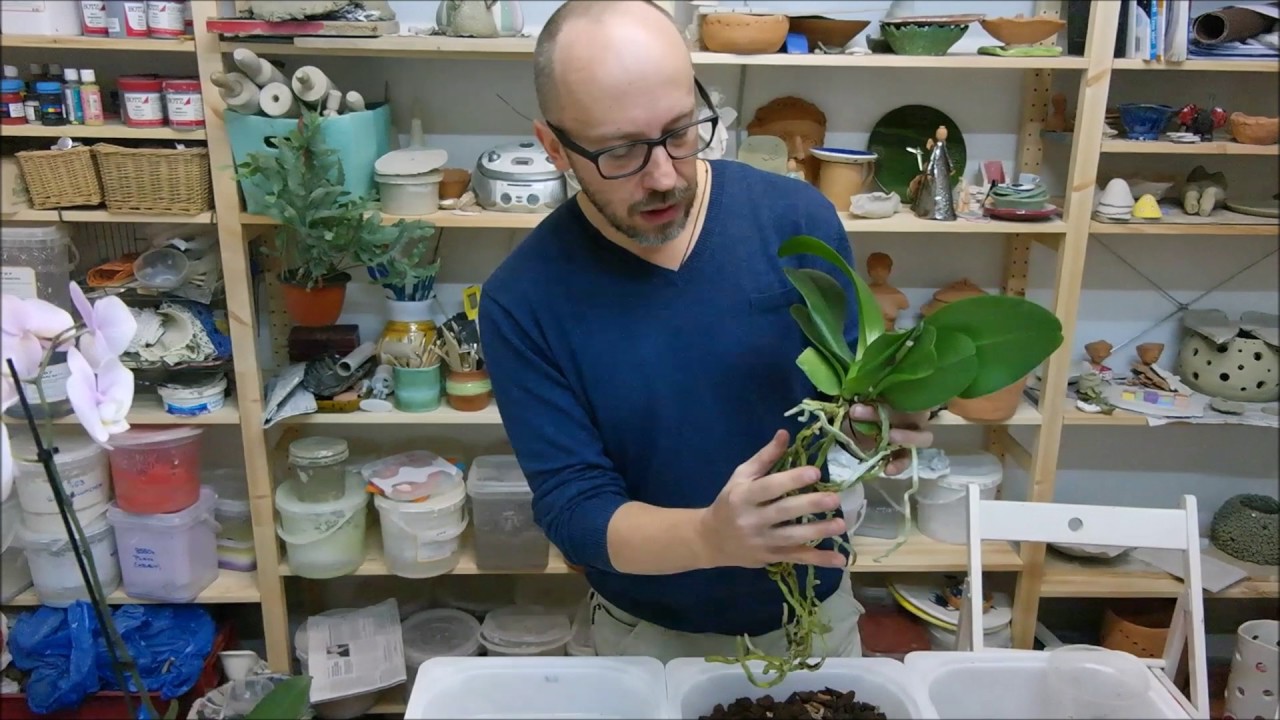 Presađivanje orhideja