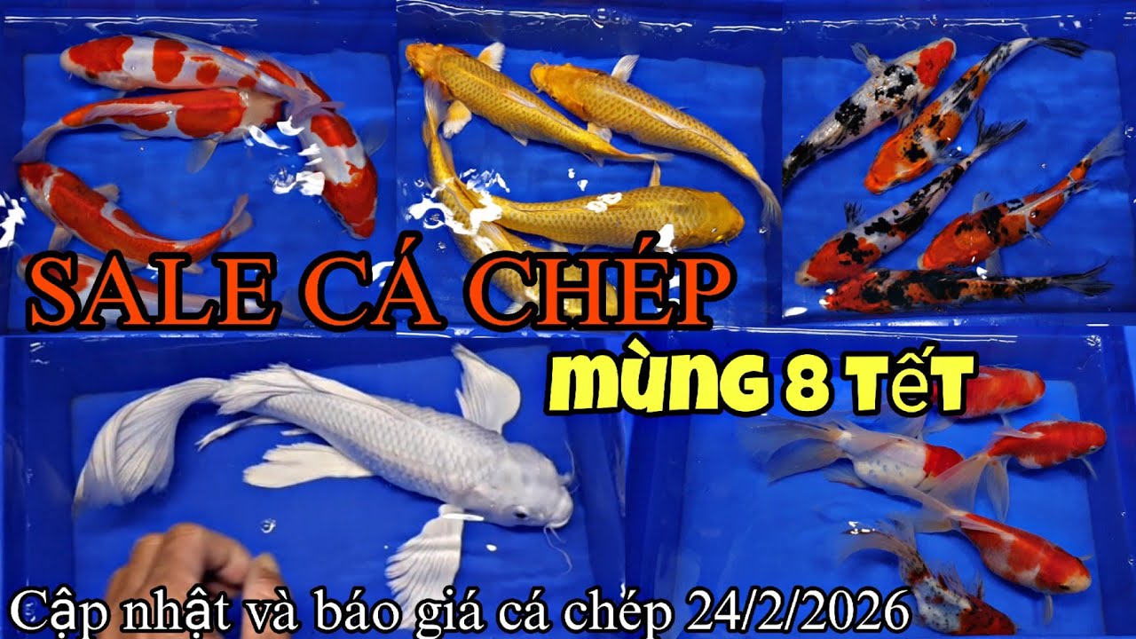 BÁO GIÁ CÁC DÒNG CÁ CHÉP MÙNG 8 TẾT, KHUYẾN MÃI, GIÁ SIÊU TỐT  24/2/2026.