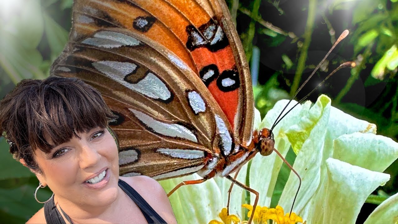 Butterfly Gardening Adventures:  New Flights and Surprises Await | Florida Zone 10a Garden 
