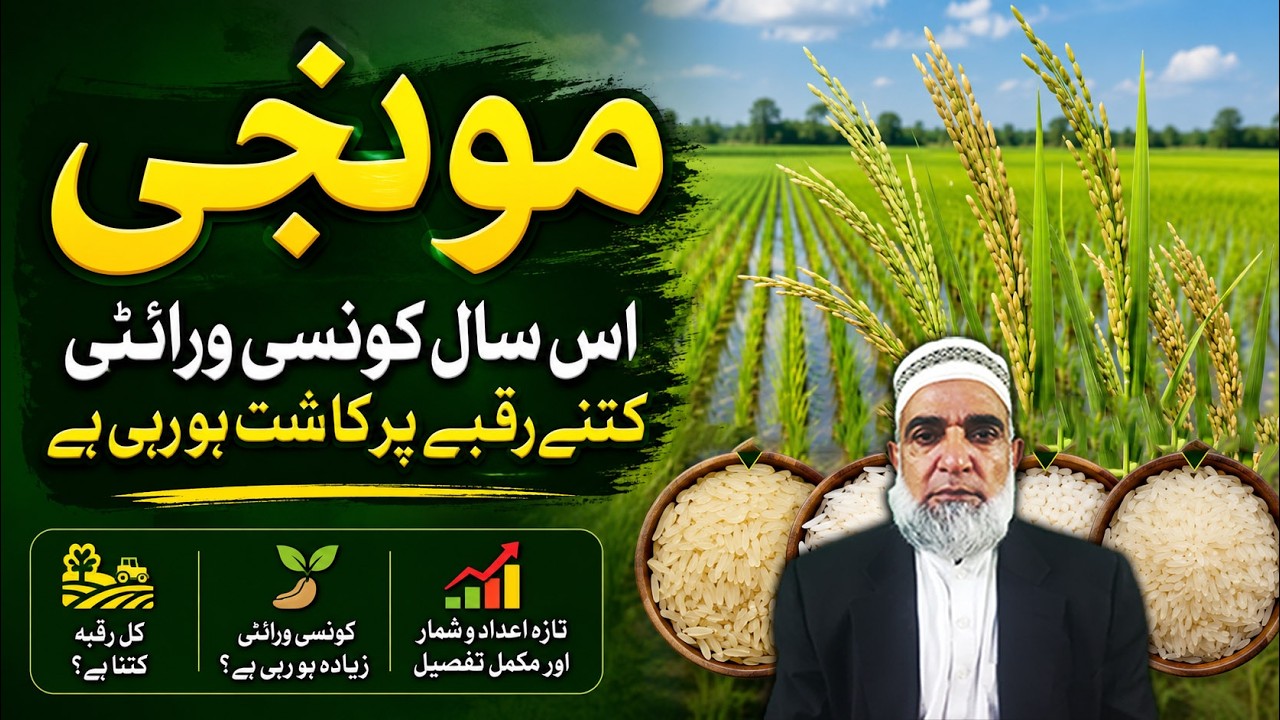 Rice Varieties 2026: Which Variety is Being Cultivated the Most || Crop Reformer