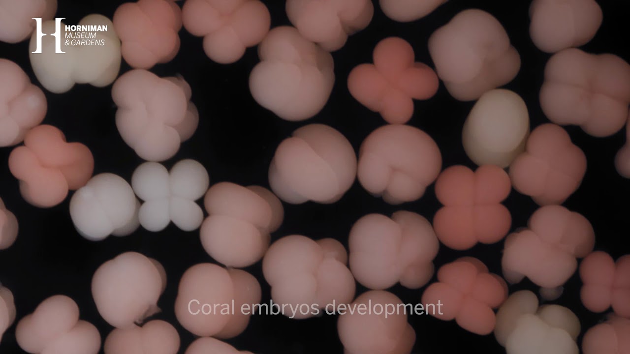 How do you get coral to spawn? Learning about Project Coral at the Horniman Museum and Gardens