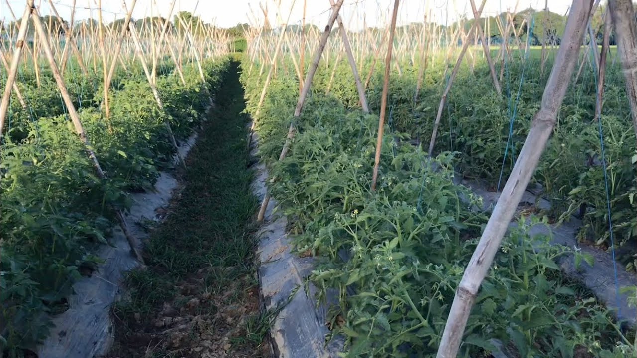 MAS MATIBAY NA TRELLIS PARA SA KAMATIS