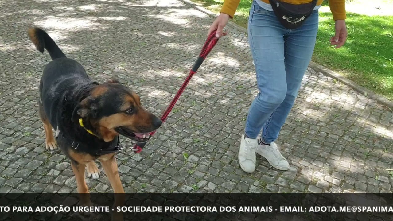 Piloto para ado&ccedil;&atilde;o na Sociedade Protectora dos Animais