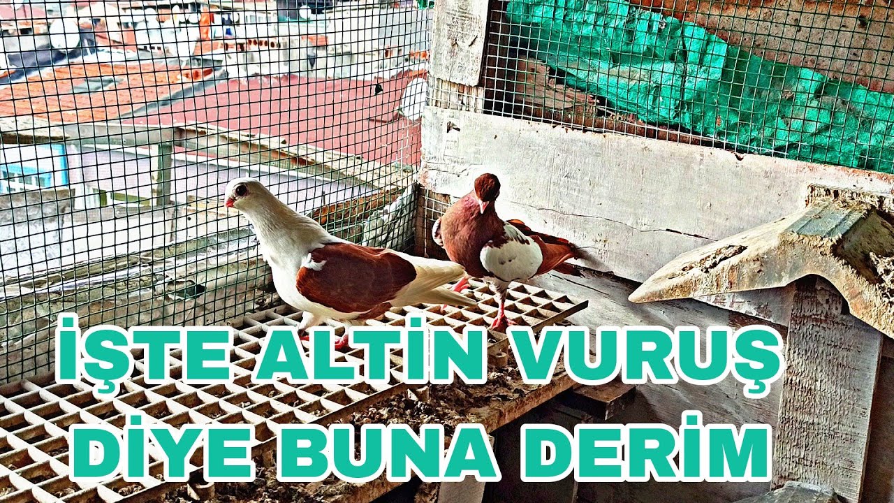 İŞTE ALTİN VURUŞ DİYE BUNA DERİM BENİM BAŞİMA GELEN