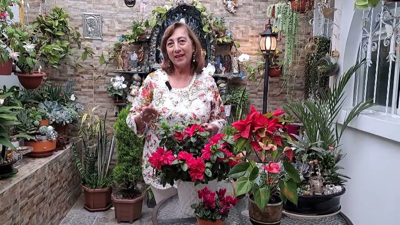 Azalea trasplante y cuidados Felíz día de San Valentìn!