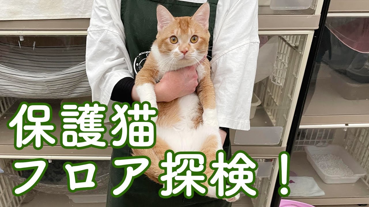 保護猫のフロア探検！　Protective cats explore the room!