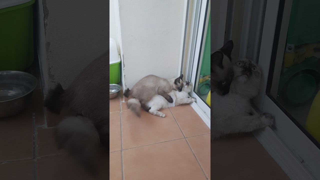 L'accouplement des chats