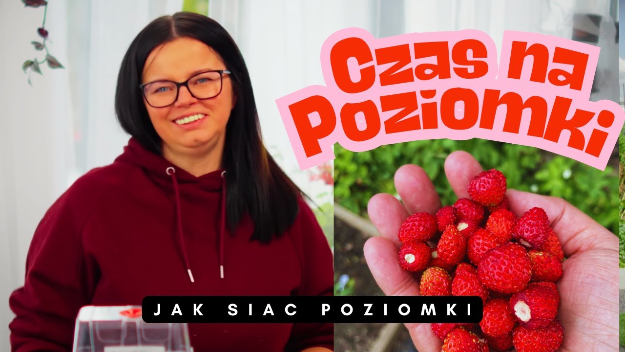 SMAK DZIECIŃSTWA = POZIOMKI JAK SIAĆ POZIOMKI