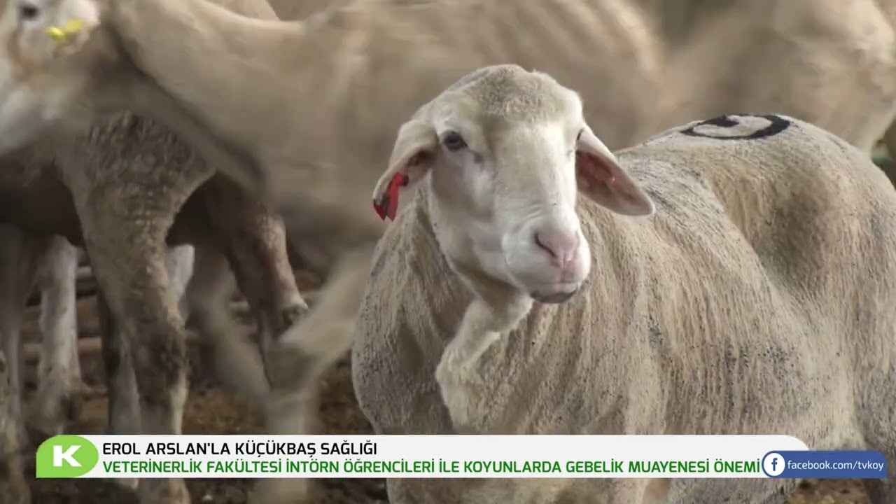 VETERİNERLİK FAKÜLTESİ İNTÖRN ÖĞRENCİLERİ/KOYUN GEBELİK MUAYENESİ | EROL ARSLAN'LA KÜÇÜKBAŞ SAĞLIĞI