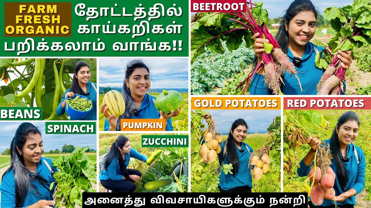 விவசாய நிலத்திலிருந்து நேரடியாக காய்கறிகளைப் பறிக்கிறோம் | Fresh Vegetable Picking | USA Tamil VLOG