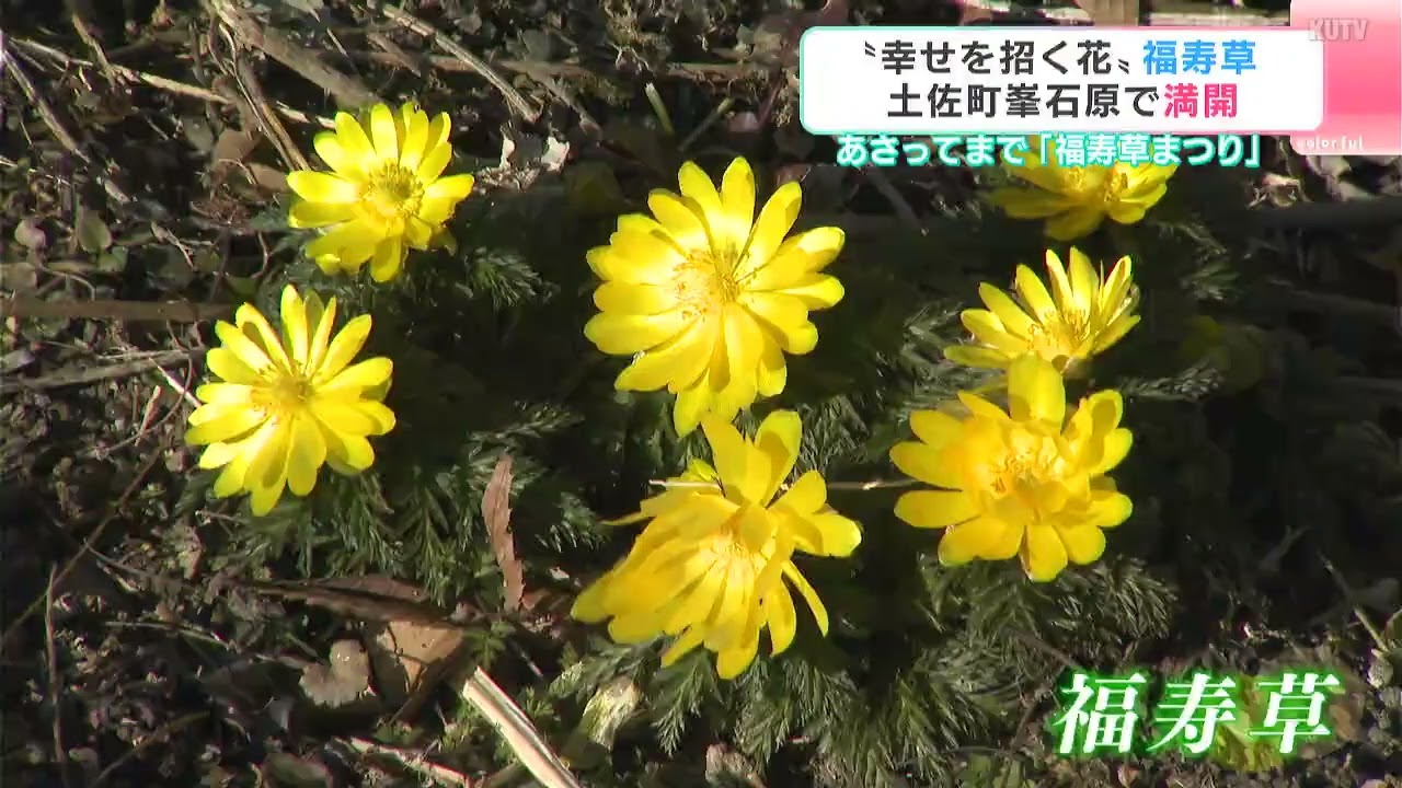 地域の人たちの「温かさ」に守られ…高知県土佐町で『福寿草』が満開
