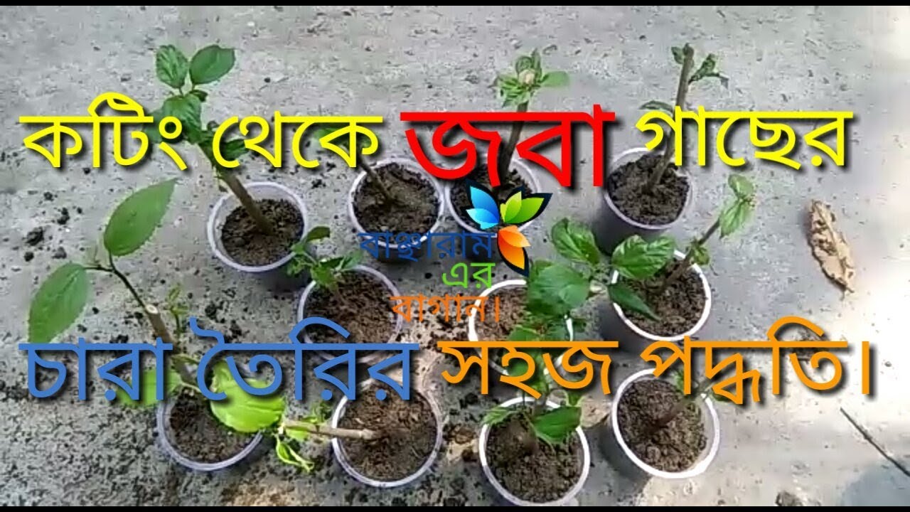 Grow hibiscus from cutting//grow hibiscus in water// জবা ফুলের চারা তৈরি।
