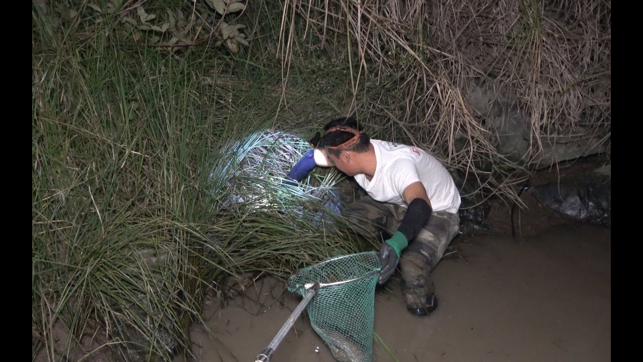 抽水抓鱼：毫不起眼的水塘，阿琪抽干后水草下面惊喜一个接一个，抓鱼真过瘾