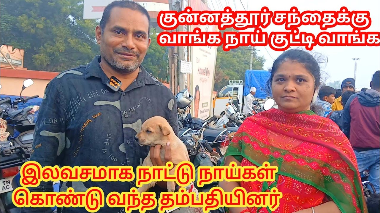 குறைந்த விலையில் நாய் குட்டிகள் வாங்க வாங்க #free #dog #tirupur 