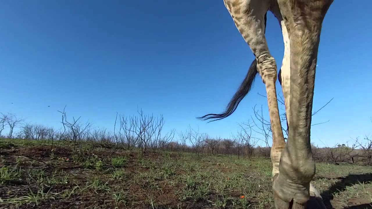 Giraffe walk by a worms eye view