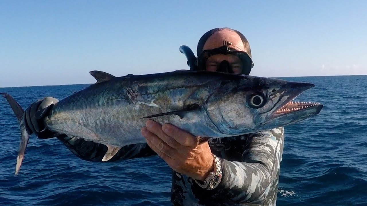 Top shot No 12: Atlantic mackerels. Top chasse sous-marine No 12: Thazards Atlantique