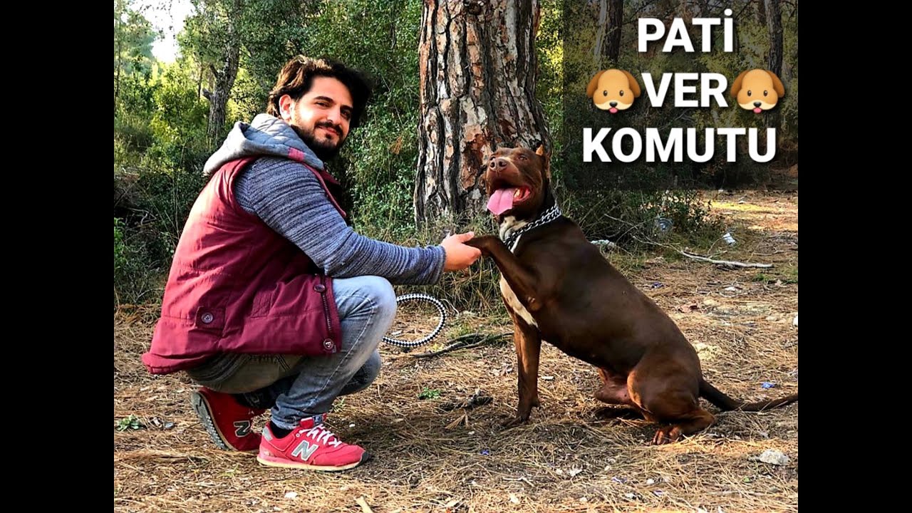 Pati Ver Komutu Nasıl &Ouml;ğretilir K&ouml;pek Eğitimi #k&ouml;pekeğitimi  #pativerk&ouml;pekeğitimi