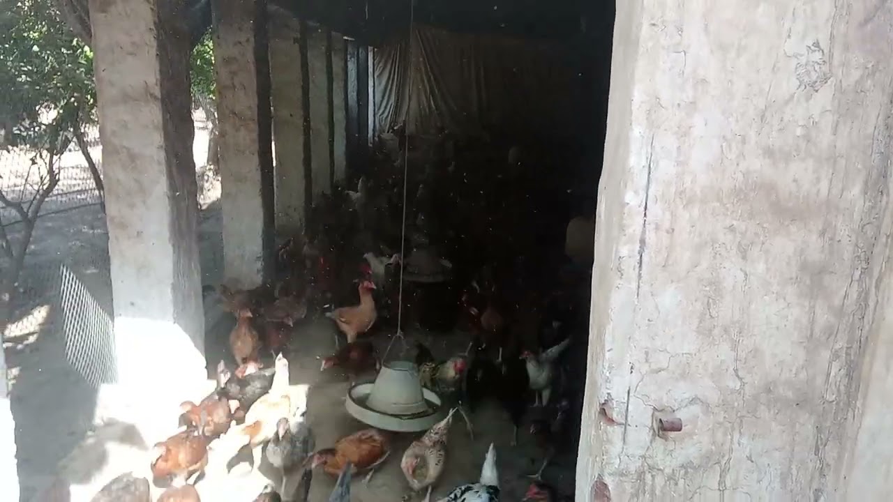 Top Aseel Desi Breeder | High-Quality Aseel Desi Murgha Farming For contact 03075078945