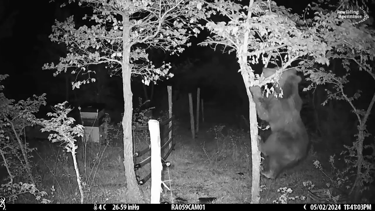 L'orso e il recinto elettrificato - The bear and the electric fence
