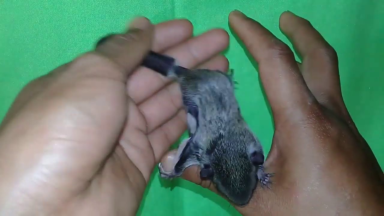 Mengenal tupai terbang dan cara perawatanya