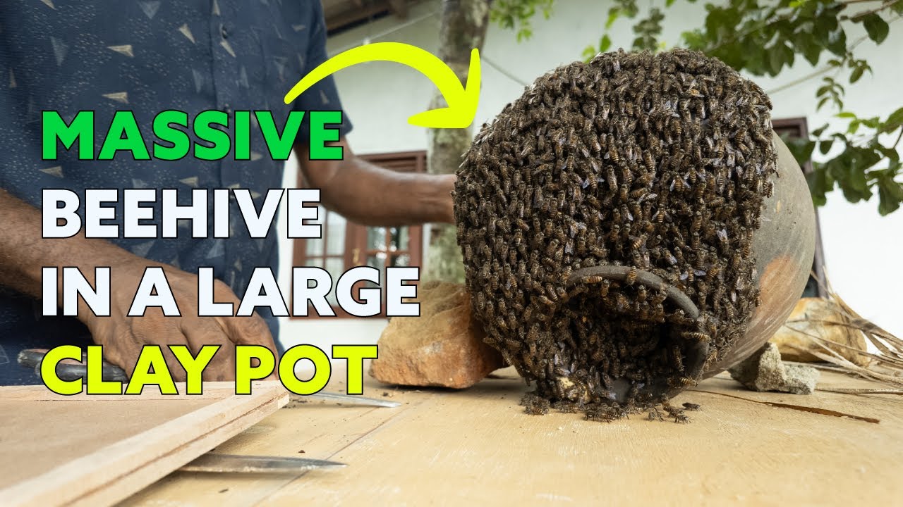 We Safely Relocated a Massive Clay Pot Beehive