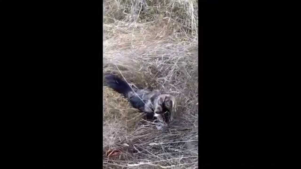 Lua The Kitten Takes A Long Walk