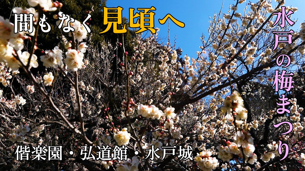 120年の伝統！日本三名園偕楽園・弘道館で梅まつりを満喫・水戸城で江戸を感じる歴史さんぽ the Mito Plum Blossom Festival at Kairakuen and Kodokan