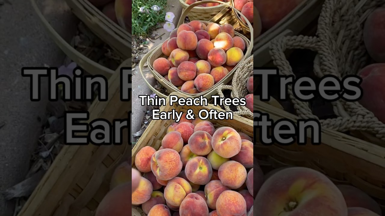 Thinning peaches feels wrong, but you have to do it!